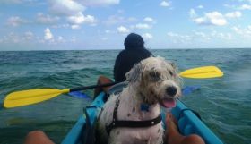 Dog kyak Amergris Caye Belize – Best Places In The World To Retire – International Living
